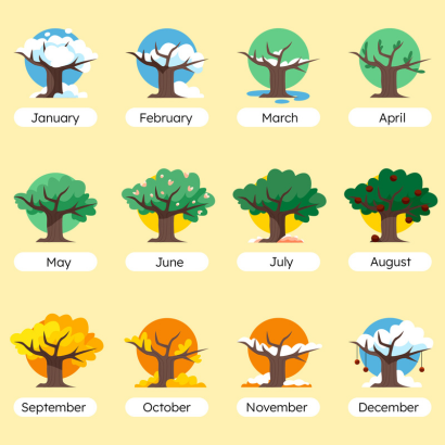 Months depicted by the cycle of a tree during the year