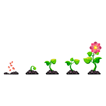 Sequence of a flower going from seeds to a flower