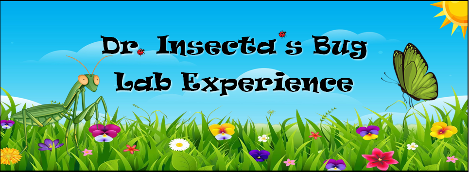 "Dr. Insecta's Bug Lab Experience" blue sky, flowers and grass, sun and bugs