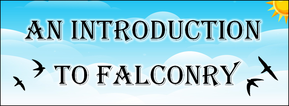 "An Introduction to Falconry" blue sky, sun and bird silhouettes