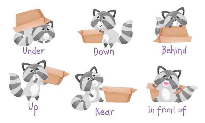 racoon with a box showing different positional words