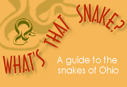 What's that snake? A guide to the snakes of ohio