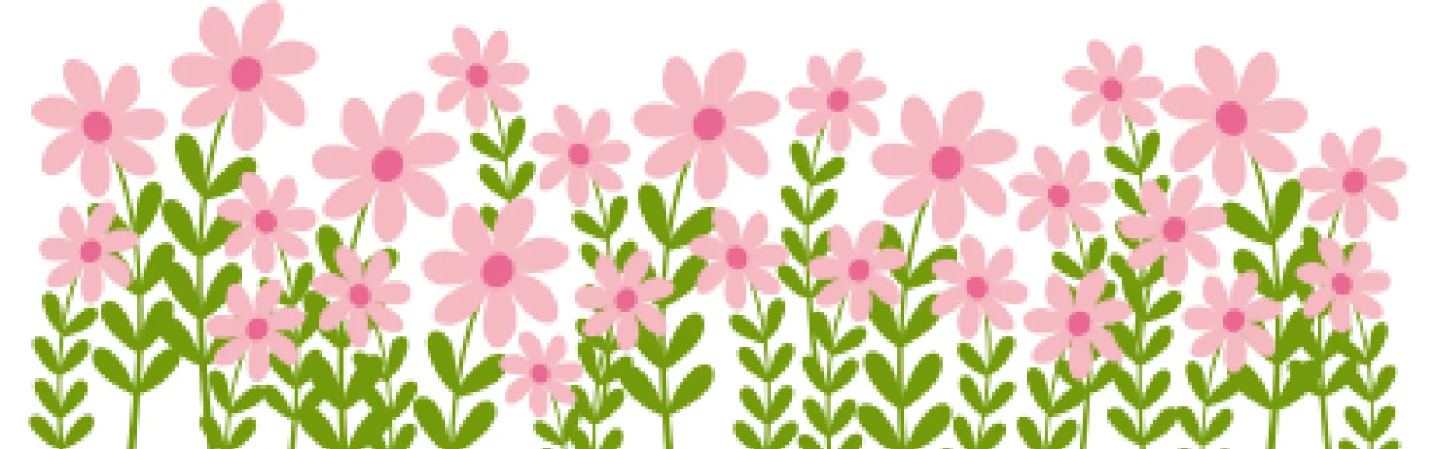 pink daisies