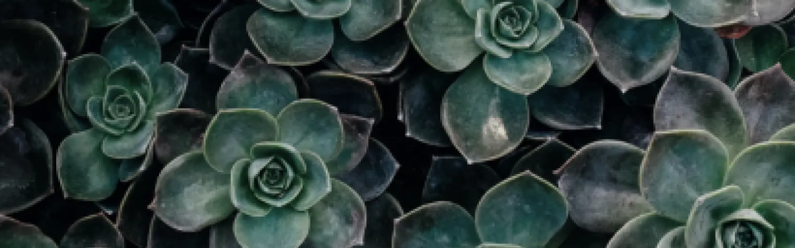 green succulents